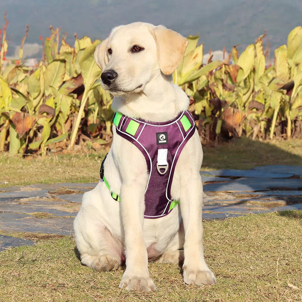No Pull Dog Harness