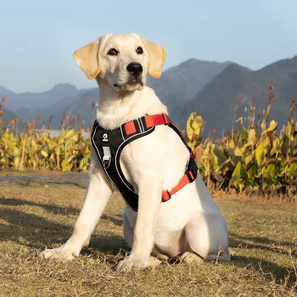 No Pull Dog Harness