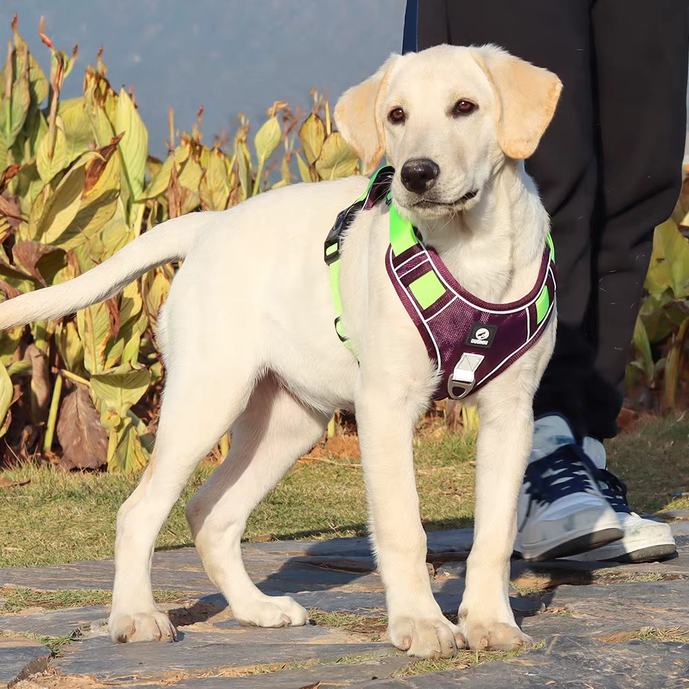 No Pull Dog Harness