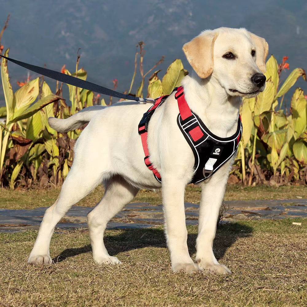 No Pull Dog Harness